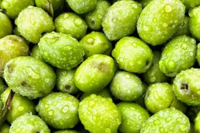 Dorlion zeytinyağında erken hasat heyecanı
